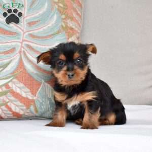 Samson, Yorkie Puppy