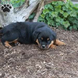 Samson, Rottweiler Puppy