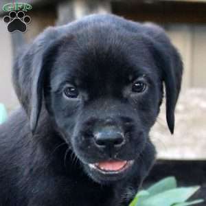 Samson, Boxer Mix Puppy