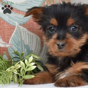 Samson, Yorkie Puppy