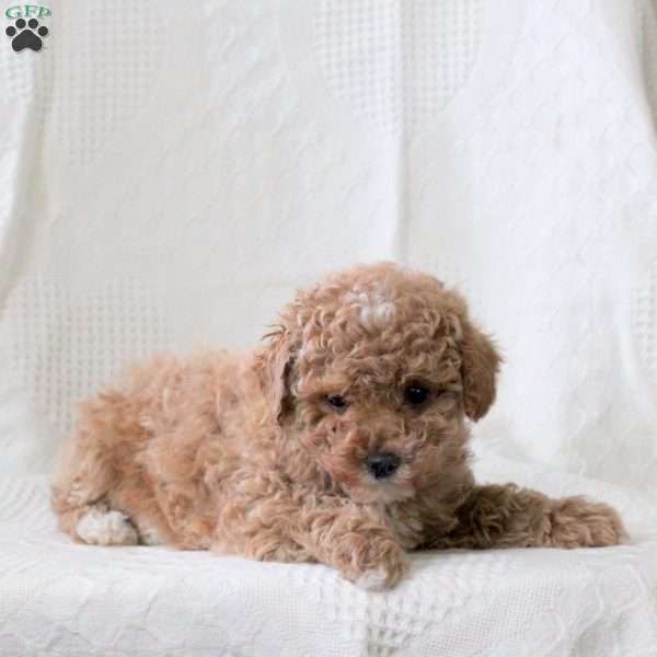 Sandy, Toy Poodle Puppy