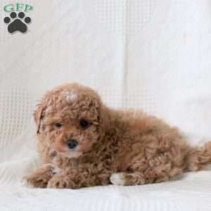 Sandy, Toy Poodle Puppy