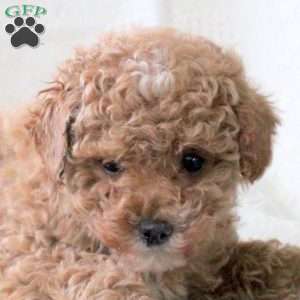 Sandy, Toy Poodle Puppy
