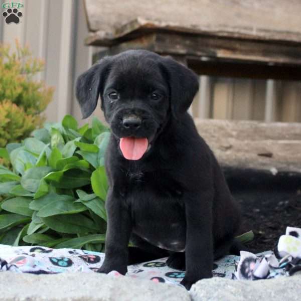 Sarah, Boxer Mix Puppy