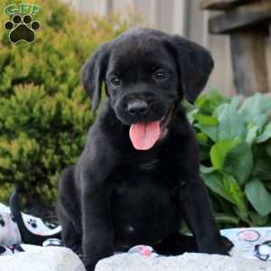 Sarah, Boxer Mix Puppy