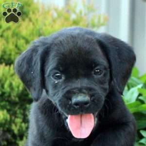 Sarah, Boxer Mix Puppy
