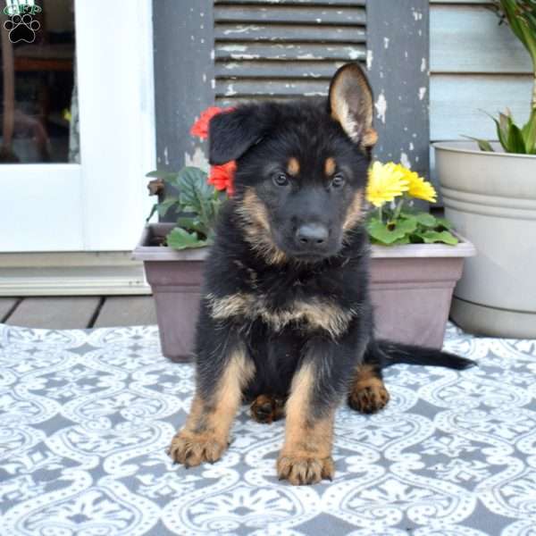 Sarge, German Shepherd Puppy