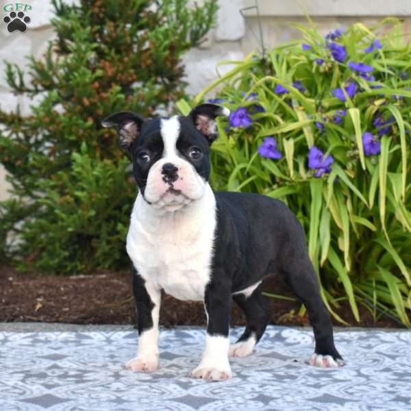 Sarge, Boston Terrier Puppy