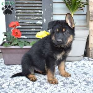 Sarge, German Shepherd Puppy