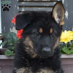Sarge, German Shepherd Puppy