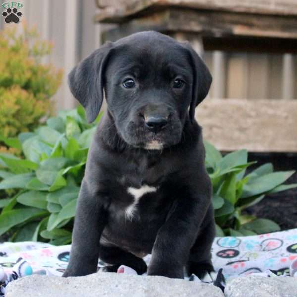 Sasha, Boxer Mix Puppy