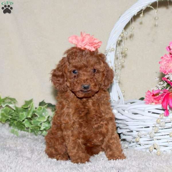 Sasha, Toy Poodle Puppy