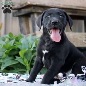 Sasha, Boxer Mix Puppy