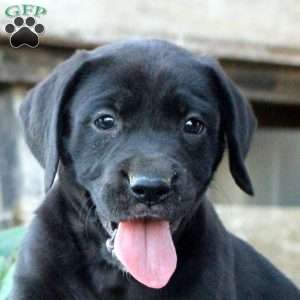 Sasha, Boxer Mix Puppy