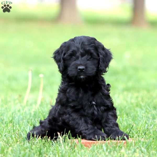 Sasha, Cockapoo Puppy