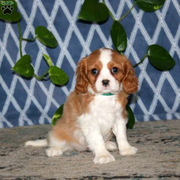 Sasha, Cavalier King Charles Spaniel Puppy