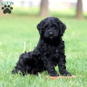 Sasha, Cockapoo Puppy
