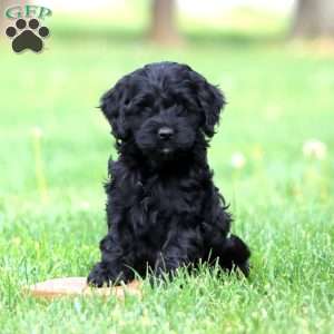 Sasha, Cockapoo Puppy
