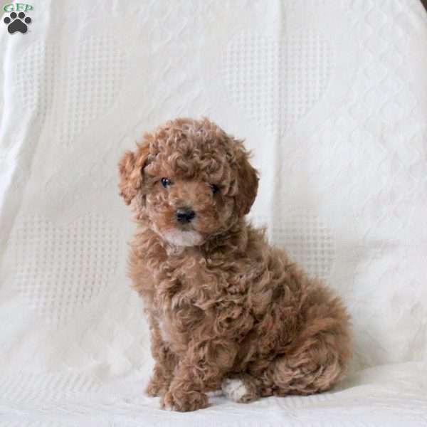 Savannah, Toy Poodle Puppy