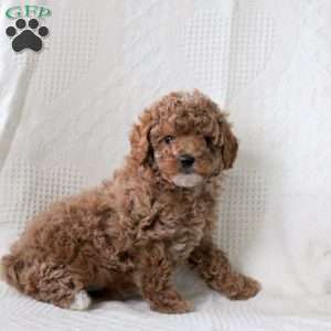 Savannah, Toy Poodle Puppy