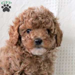 Savannah, Toy Poodle Puppy