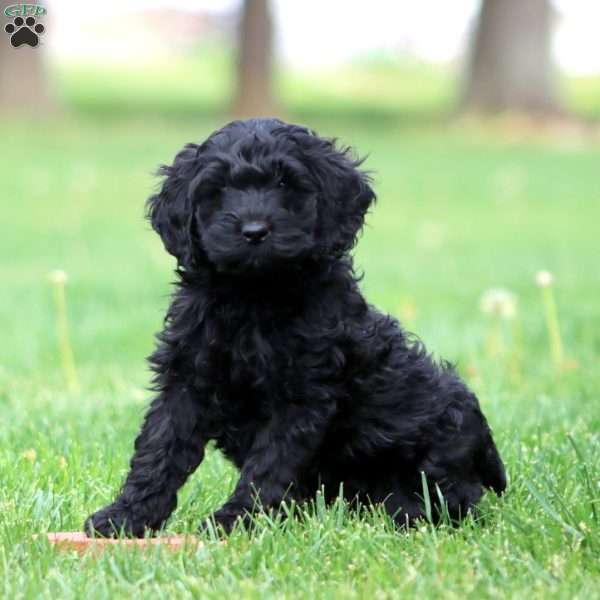 Scamper, Cockapoo Puppy