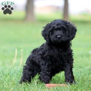 Scamper, Cockapoo Puppy