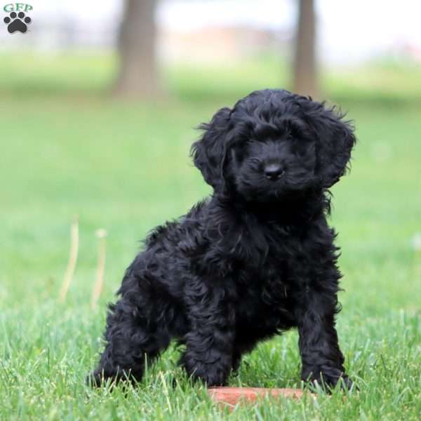Scamper, Cockapoo Puppy