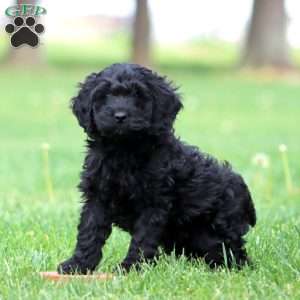 Scamper, Cockapoo Puppy
