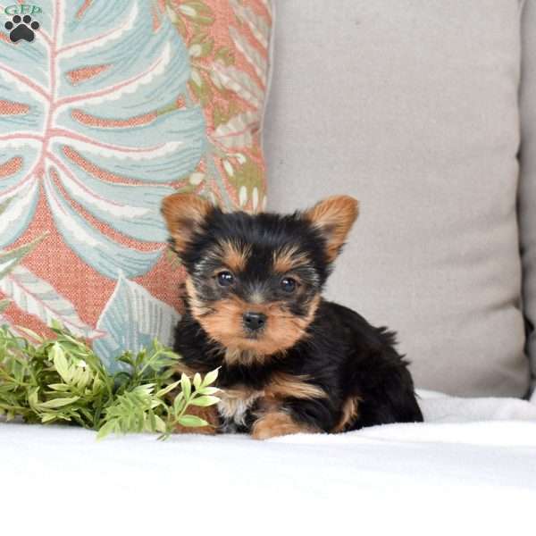 Scarlet, Yorkie Puppy