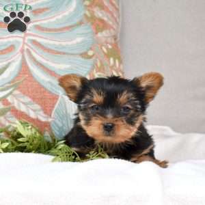 Scarlet, Yorkie Puppy