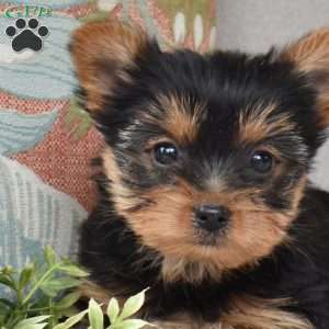 Scarlet, Yorkie Puppy