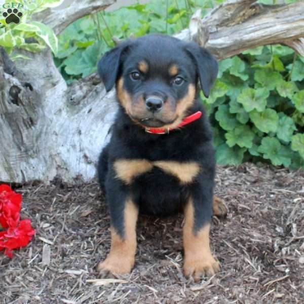 Scooby, Rottweiler Puppy
