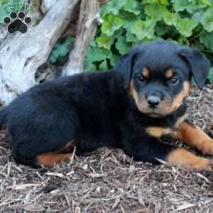 Scooby, Rottweiler Puppy