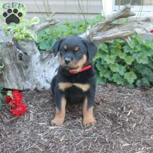 Scooby, Rottweiler Puppy