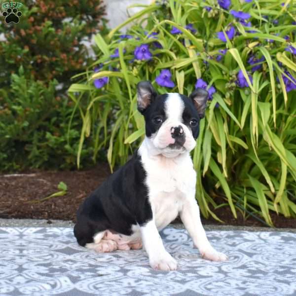 Scoops, Boston Terrier Puppy