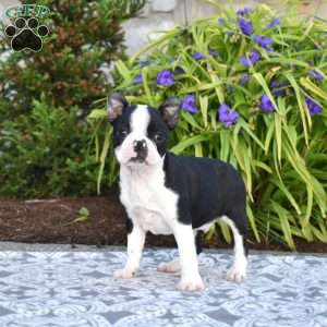 Scoops, Boston Terrier Puppy