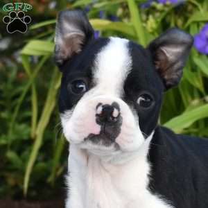 Scoops, Boston Terrier Puppy