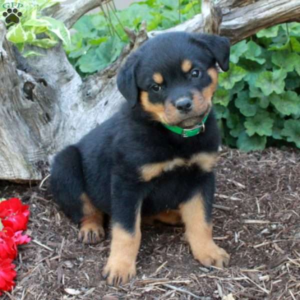 Scooter, Rottweiler Puppy