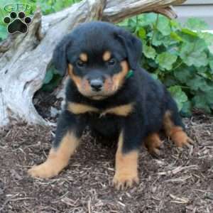 Scooter, Rottweiler Puppy