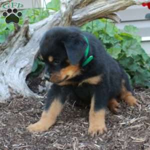 Scooter, Rottweiler Puppy