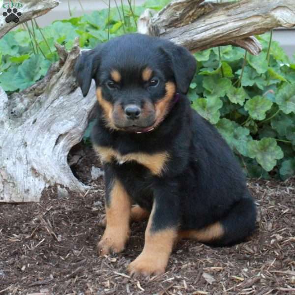 Scotty, Rottweiler Puppy