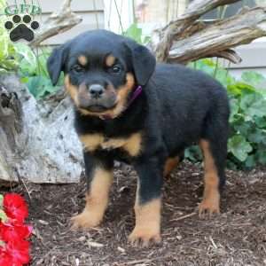 Scotty, Rottweiler Puppy
