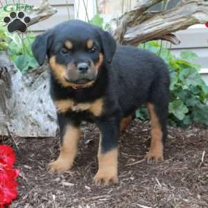 Scotty, Rottweiler Puppy