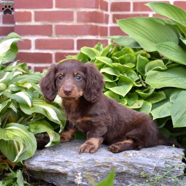 Scout, Dachshund Puppy