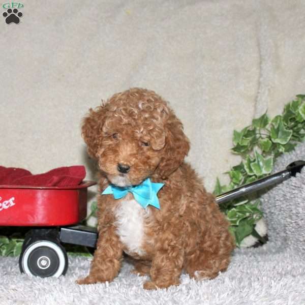 Scout, Toy Poodle Puppy