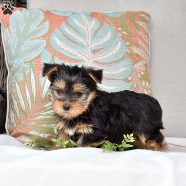 Scout, Yorkie Puppy