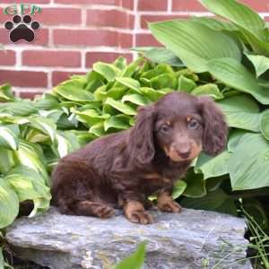 Scout, Dachshund Puppy