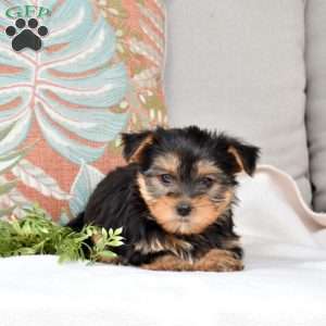 Scout, Yorkie Puppy