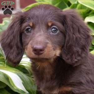 Scout, Dachshund Puppy